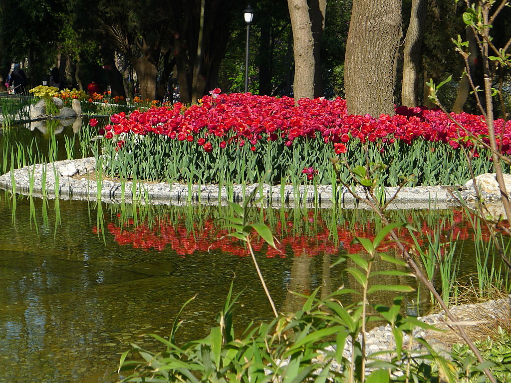 l Tulip time in Istanbul